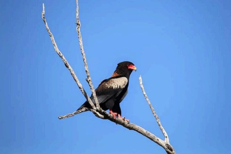 Bateleur Eagle 