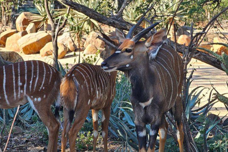 Nyala / Lowveld Nyala 