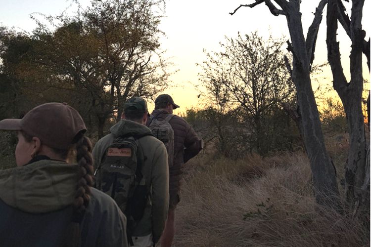 Bush Walks 