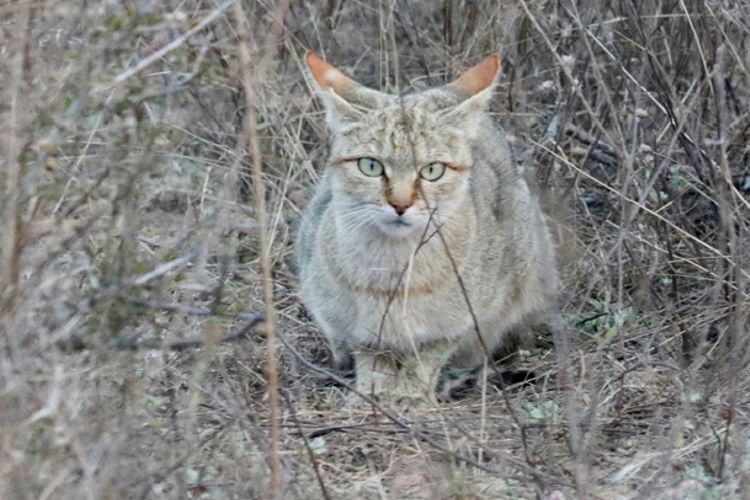 Increase in rare species sightings 