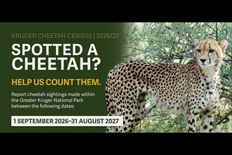 Kruger Cheetah Census 2026/2027
