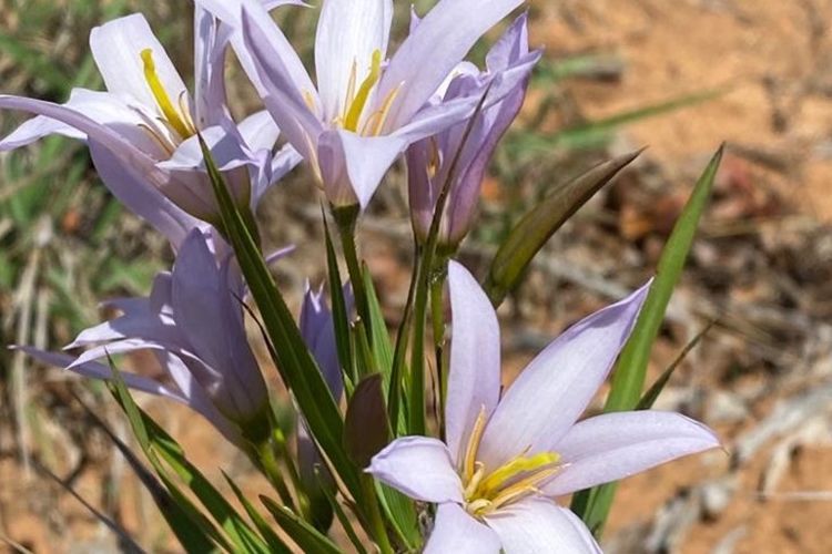 Spring splendour 