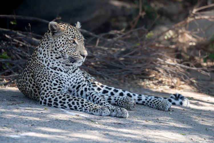 Latest Sightings - July